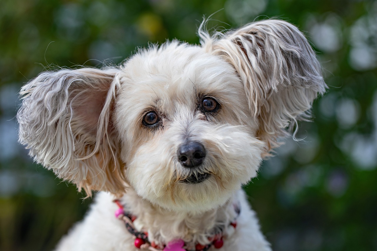 How to Address Barking at the Doorbell